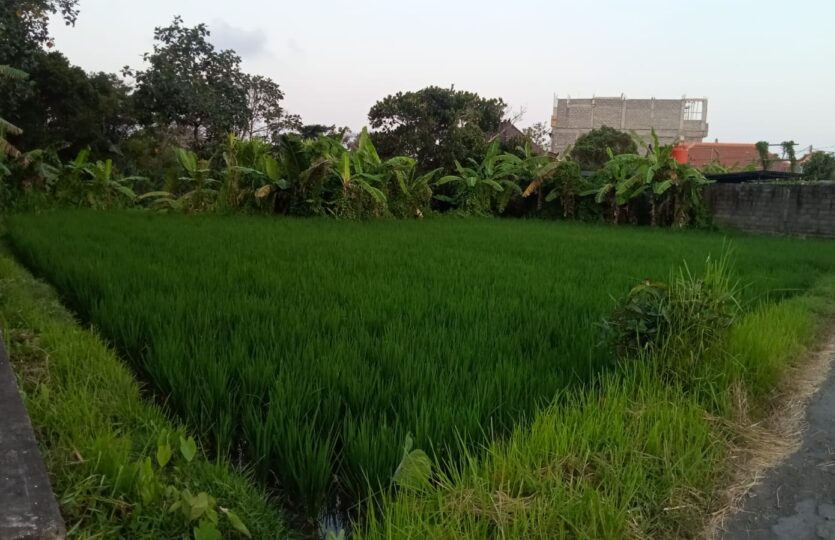 Dijual sebidang tanah ksoong di cekomaria