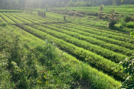Dijual tanah sawah Mengwi, Badung, Bali