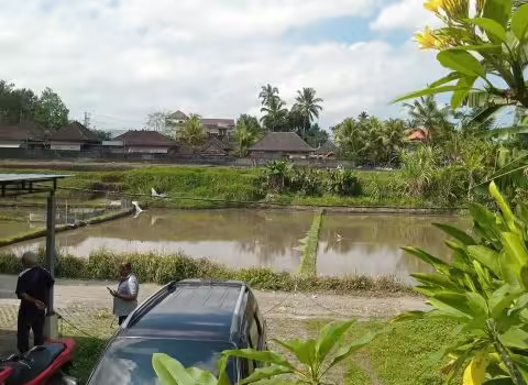 tanah view sawah ubud